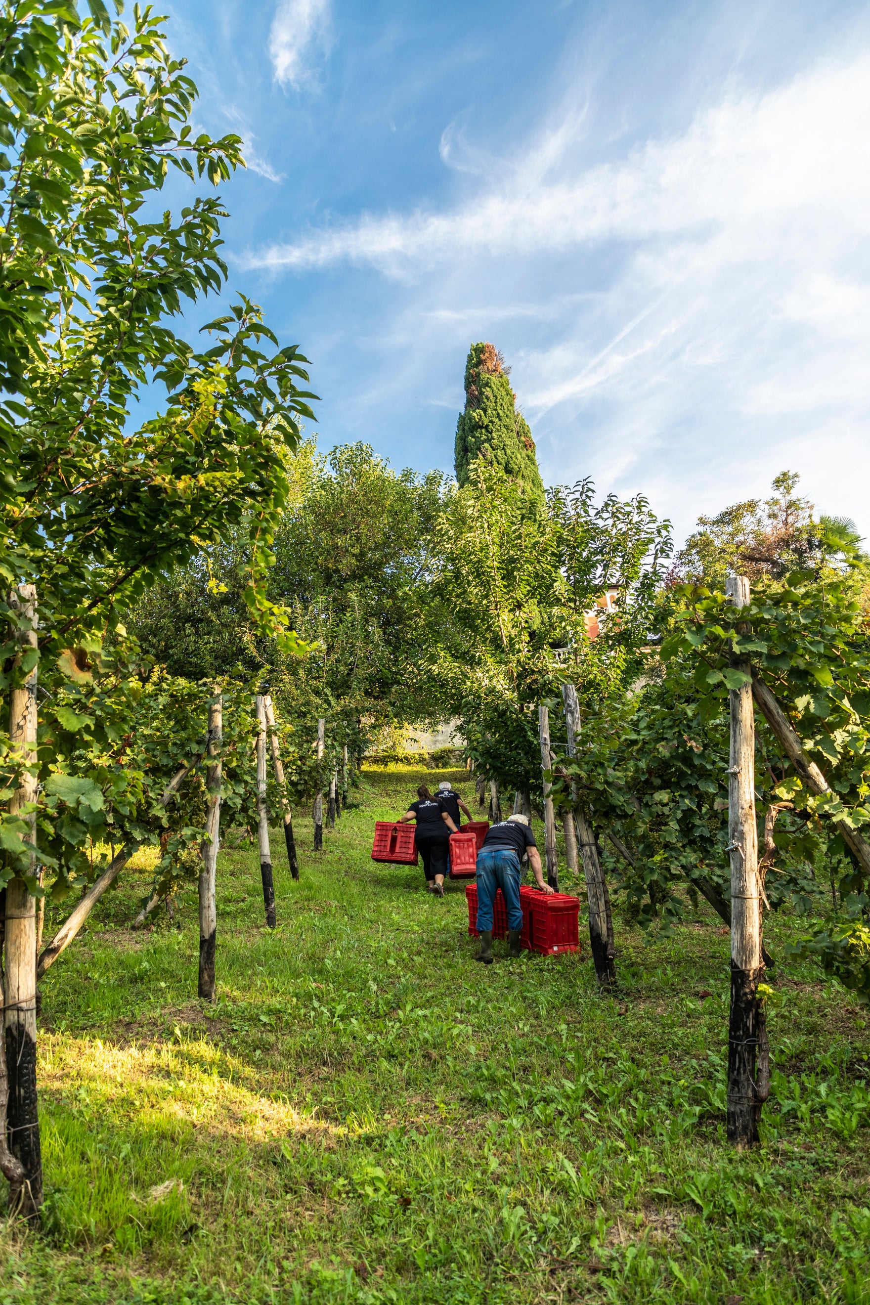 SETTEMBRE 2025 prima vendemmia e successivi test enologici