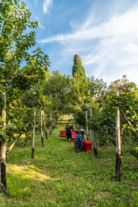 SETTEMBRE 2025 prima vendemmia e successivi test enologici